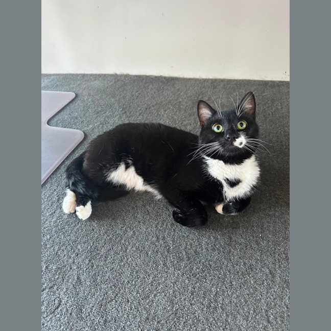 Photo of Lord Purrington 🙌🔥