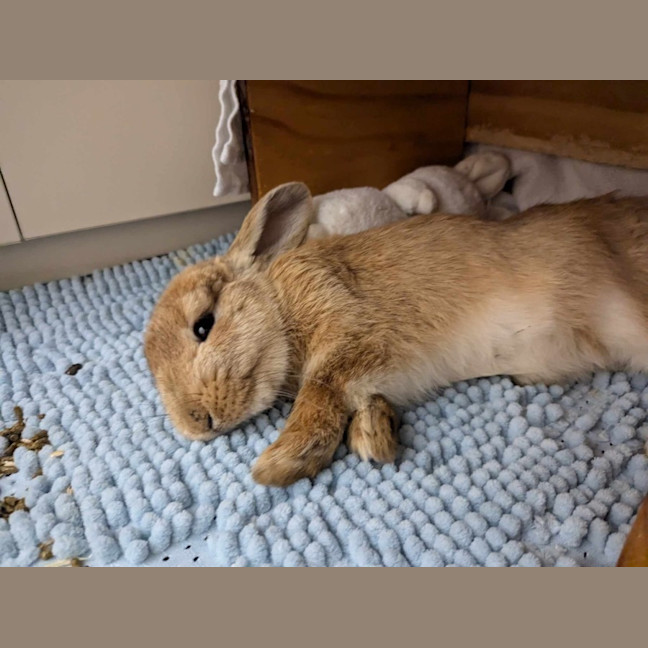 Photo of Xesus Junior 