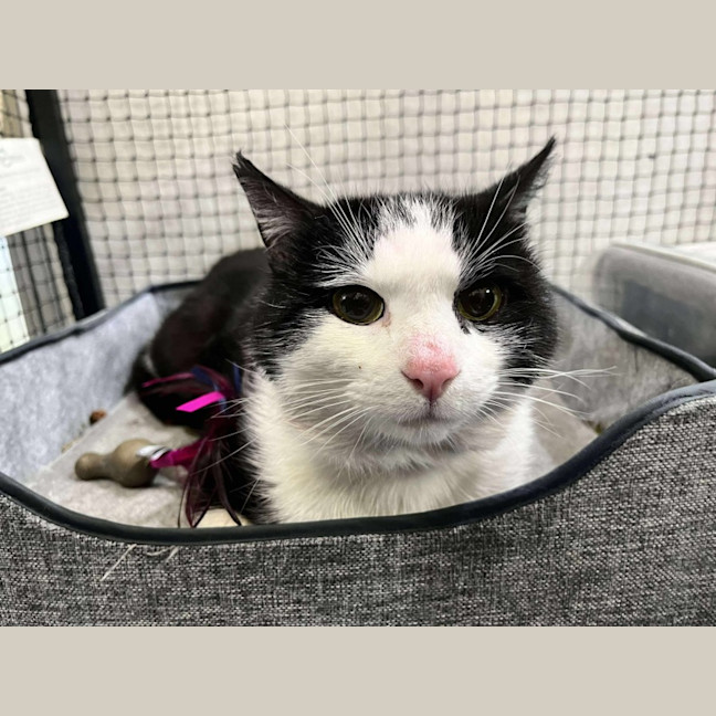 Photo of Styles * 9 Lives Project Rescue*