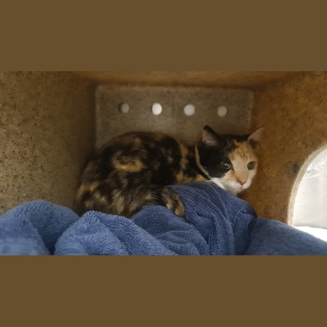 Photo of Callie