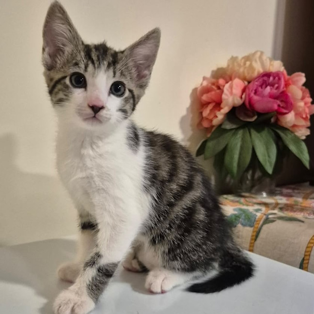 Photo of Stormy