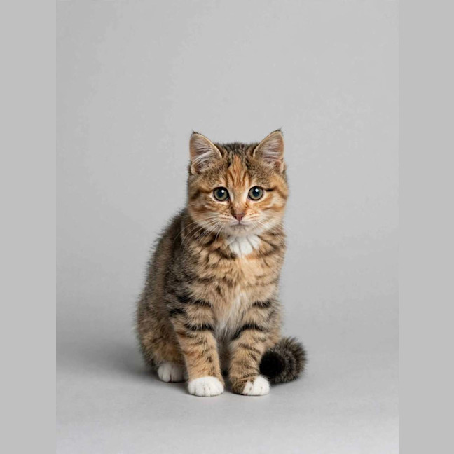 Photo of Honey