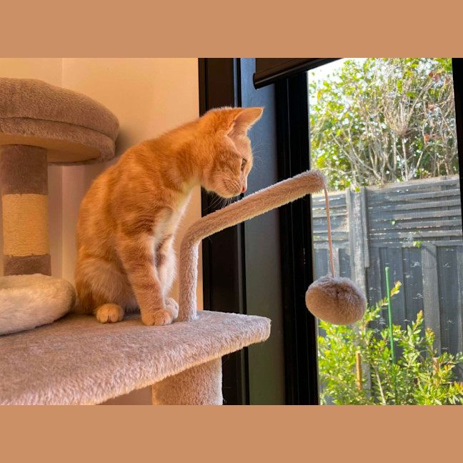 Photo of Simba   In Foster Care In Bentleigh East