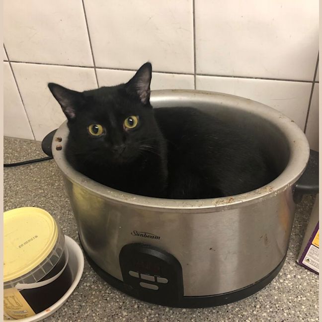 Photo of Cash And Yukon