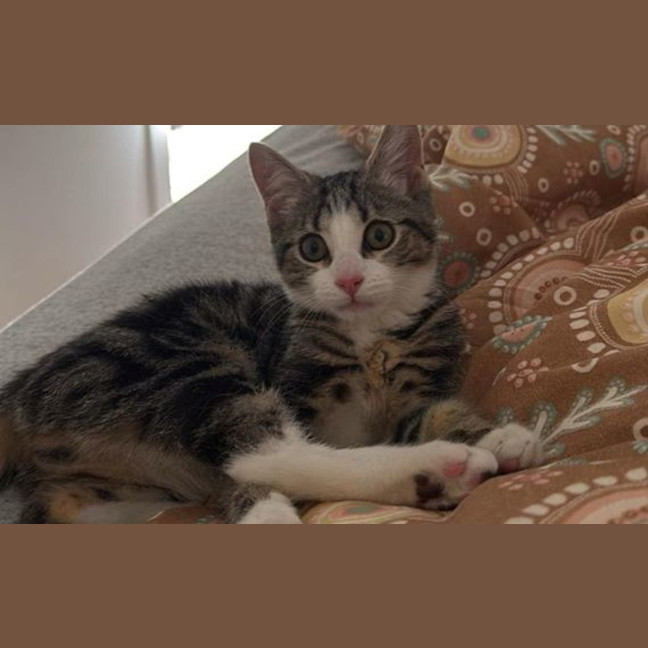 Photo of Gizmo
