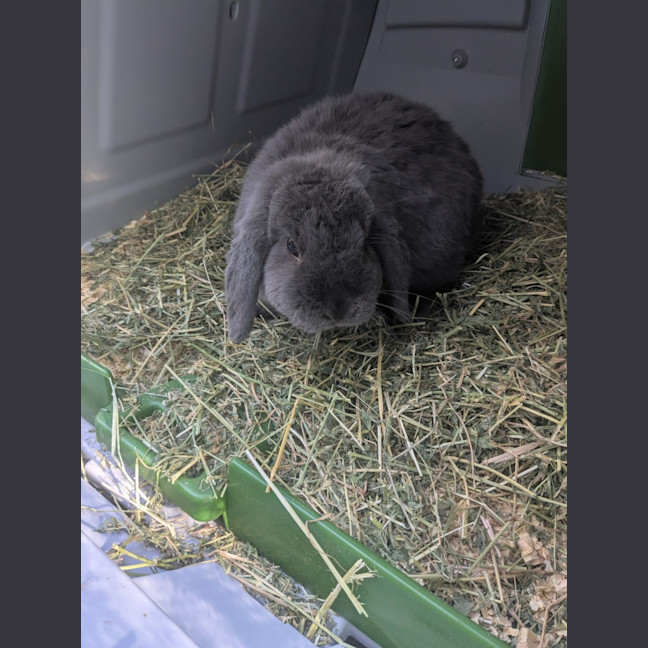 Photo of 🐰 Lori 6133 🐰