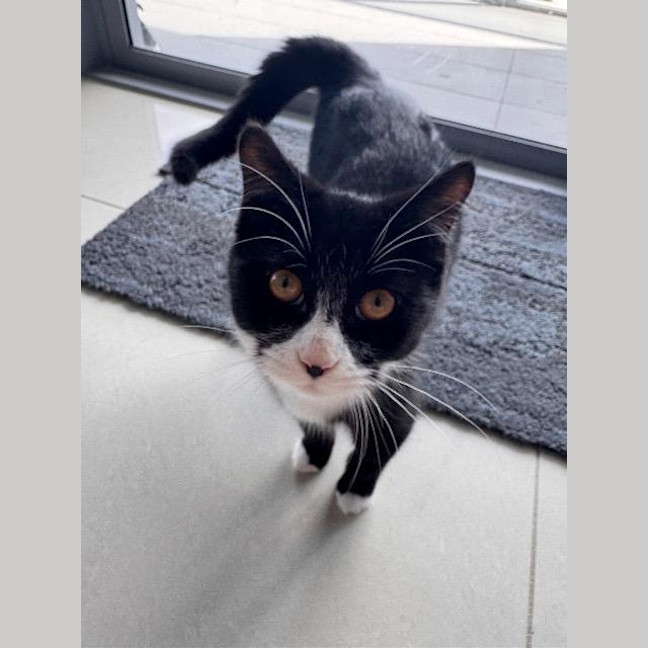 Photo of Oreo