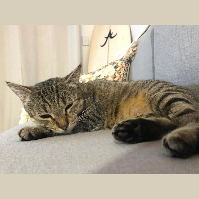 Photo of Honey