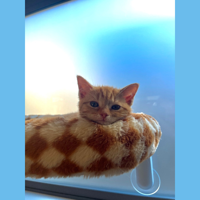 Photo of Sesame