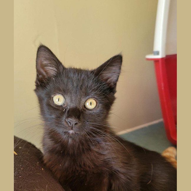 Photo of Sola   Petstock Invermay
