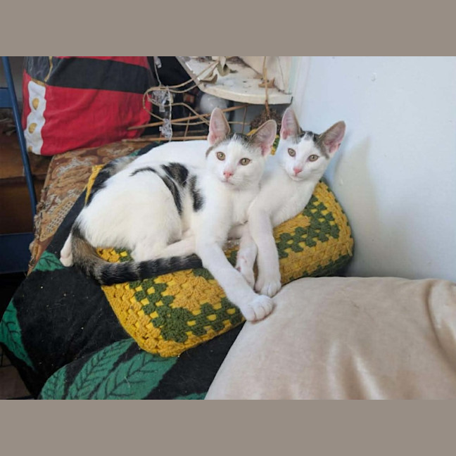 Photo of Pringles + Paella