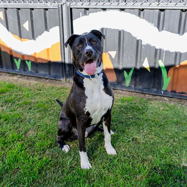 Photo of Goose