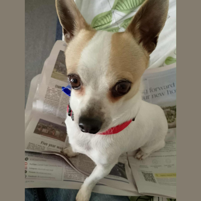 Photo of Taco   5 Year Old Chihuahua