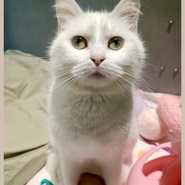 Photo of Feta