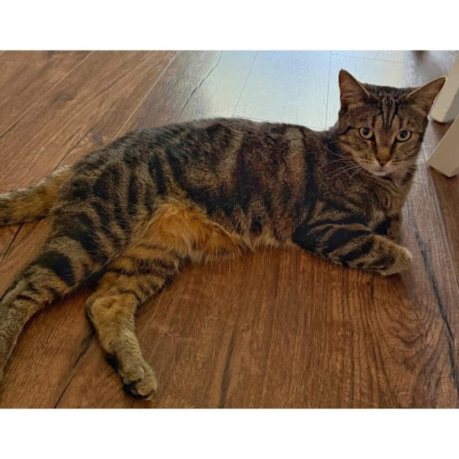 Photo of 6633   Lunakins