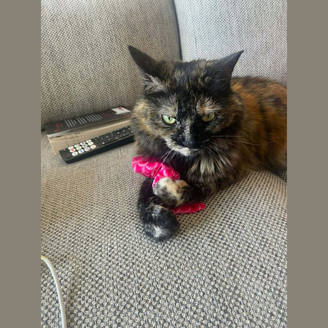 Photo of Gypsy   In Foster Care In Cremorne