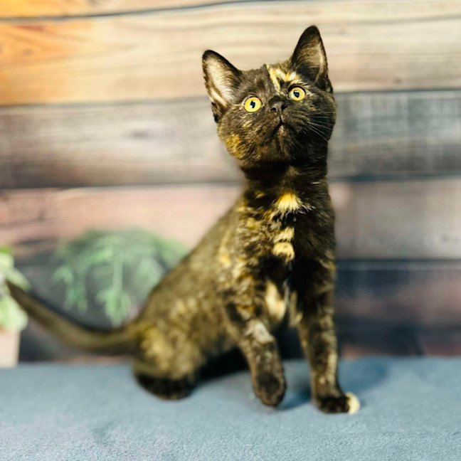 Photo of Nova   Located In Preston 