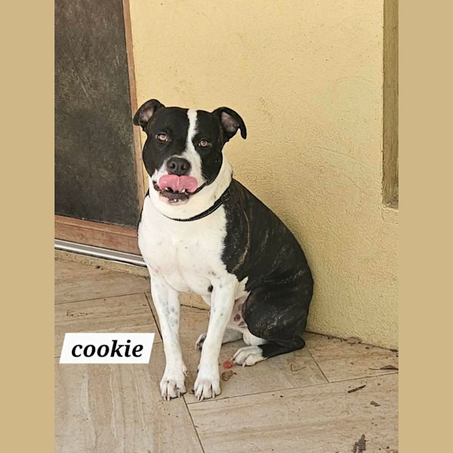 Photo of Cookie