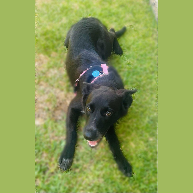 Photo of Nala
