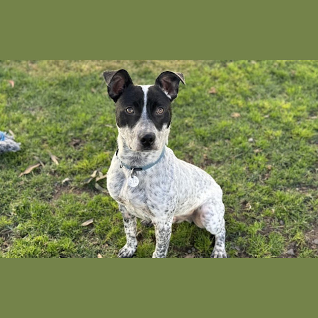 Photo of Trooper
