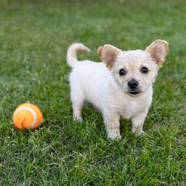 Photo of Annie