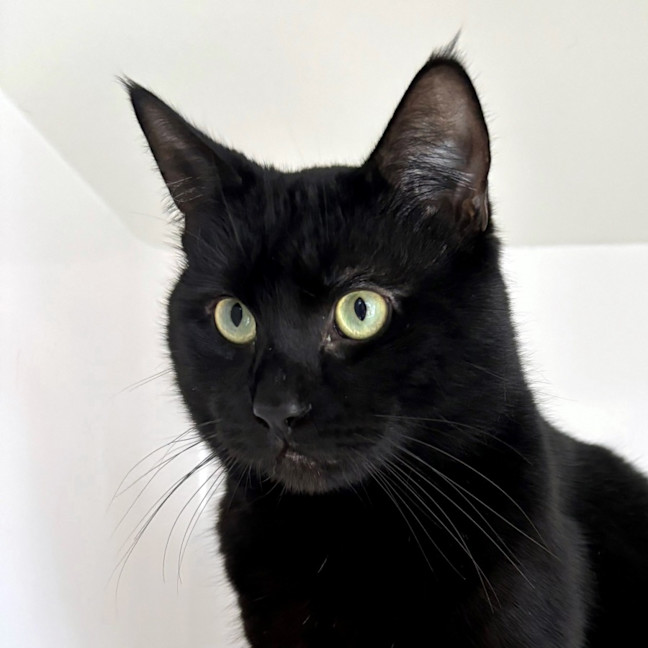 Photo of Salem Sua013015