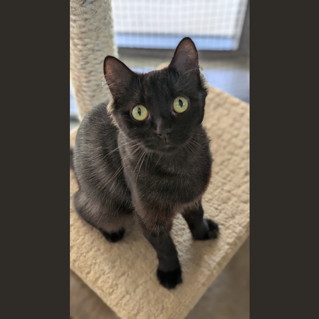 Photo of Misty