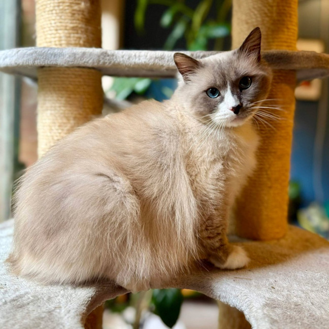 Photo of Theo   In Foster Care In Templestowe