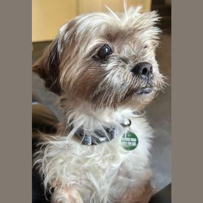 Photo of Gingy Newhaven