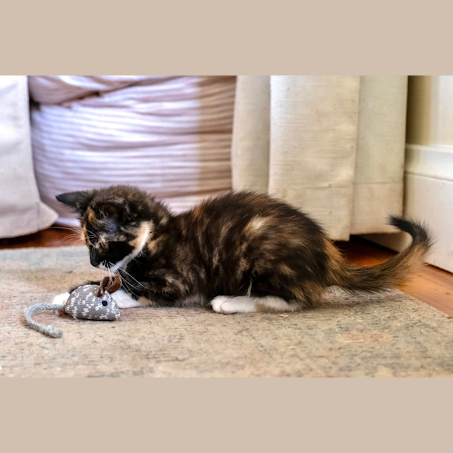 Photo of Cece
