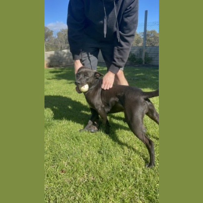 Photo of Shadow