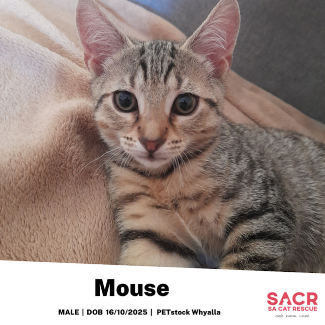 Photo of Mouse