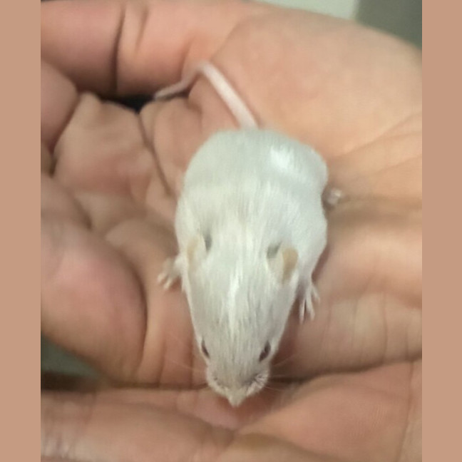 Photo of Flake