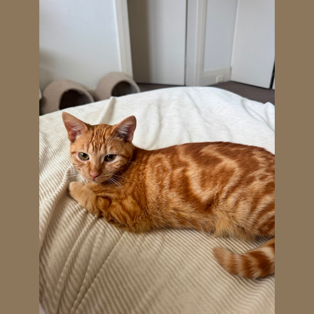 Photo of Tigger