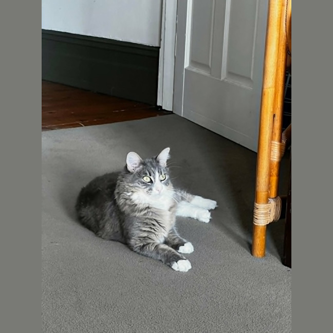 Photo of Clover * 9 Lives Project Rescue*