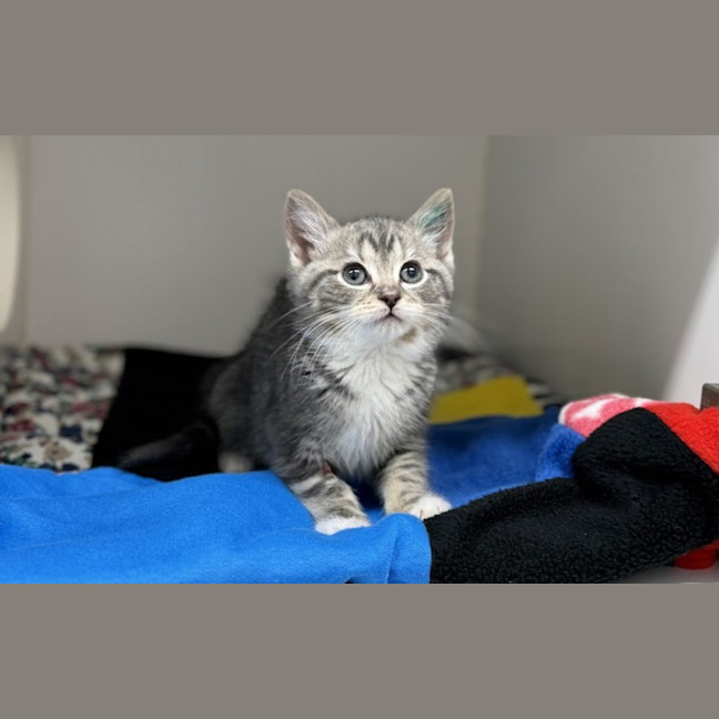 Photo of Poppy