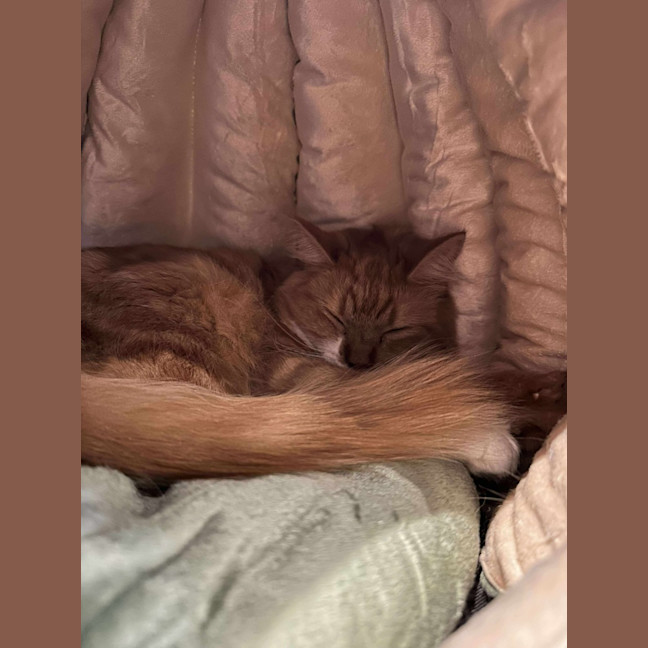 Photo of Saffron