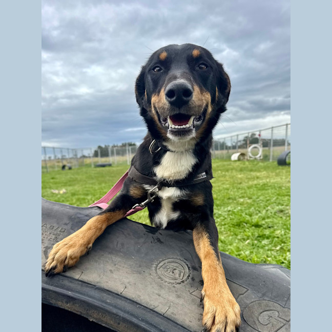 Photo of Banjo