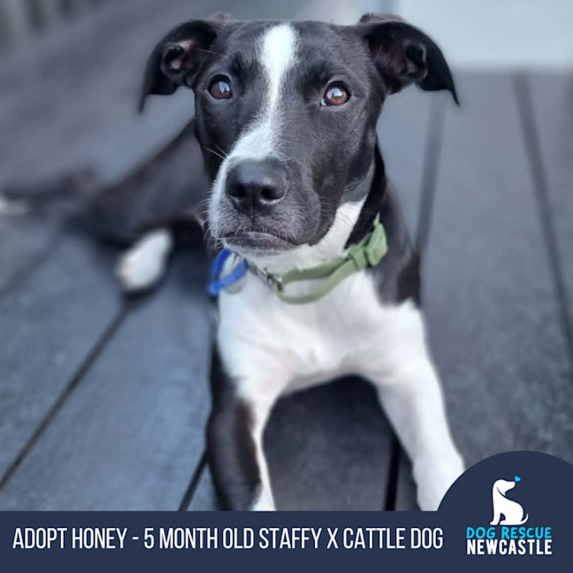 Photo of Honey   5 Month Old Staffy X Cattle Dog