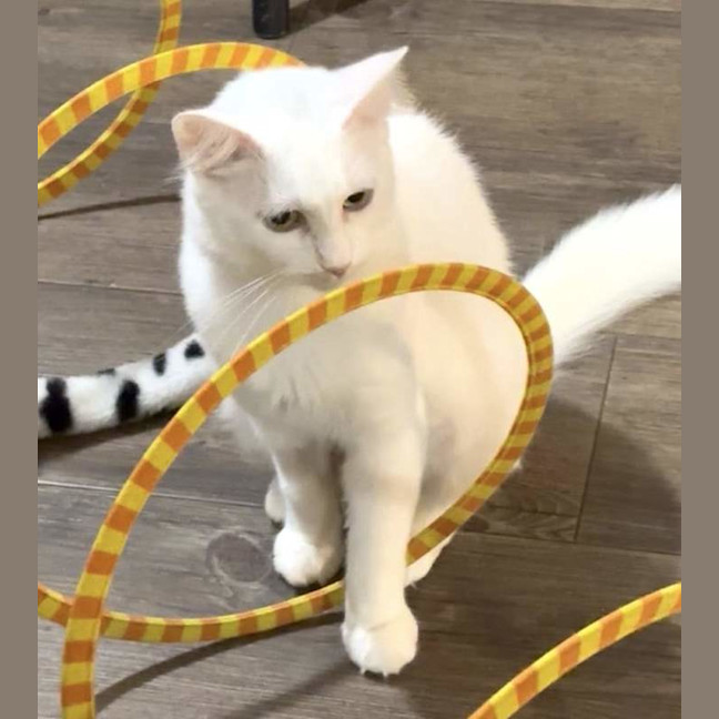 Photo of Snowflake