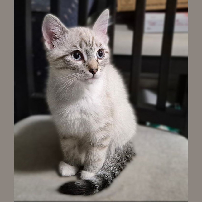 Photo of Stripey Tail