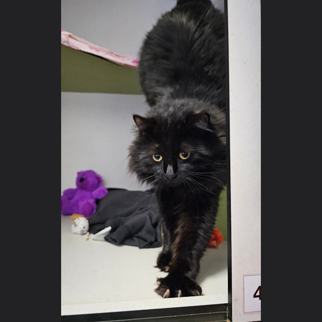 Photo of Boomer
