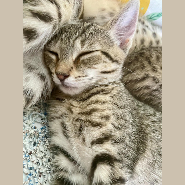 Photo of Evie