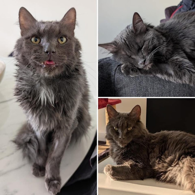 Photo of 10802   Fonzie