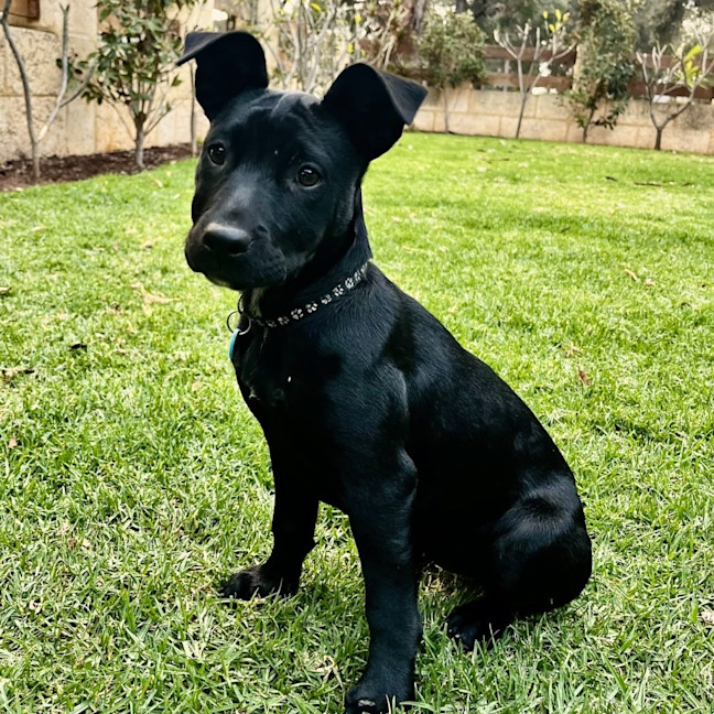 Photo of Nyxie