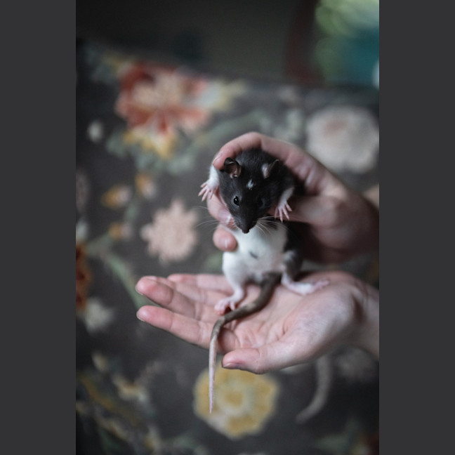 Photo of Ginkgo & Blossom