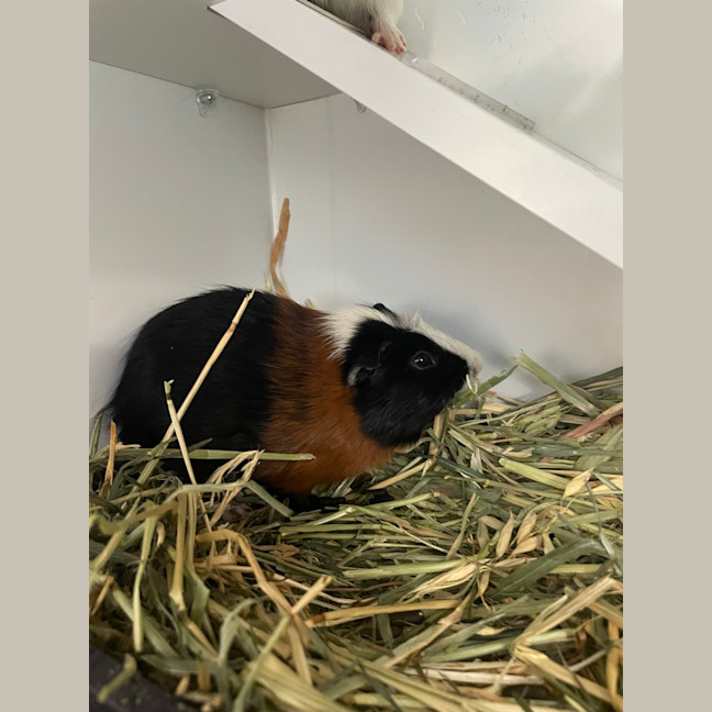 Photo of Fuzzmeister (Bonded To Captain Cavy)