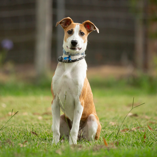 Photo of Ruby (Previously Sophie)