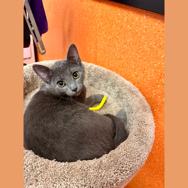 Photo of Nimbus