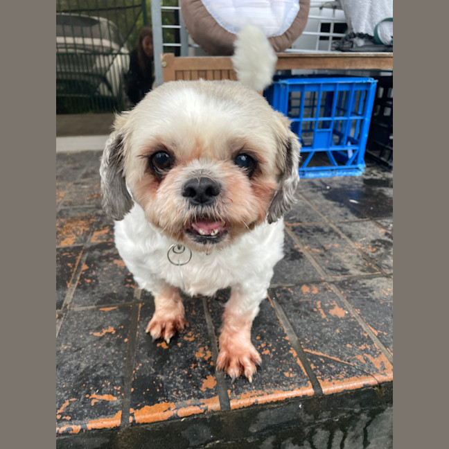 Photo of Coco And Nero   Bonded Pair